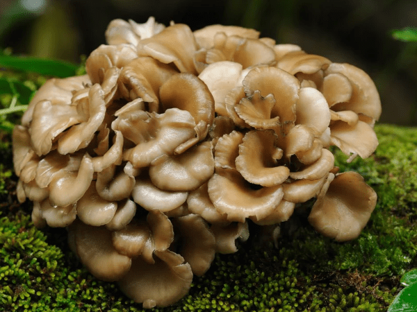 Maitake Mushroom Extract