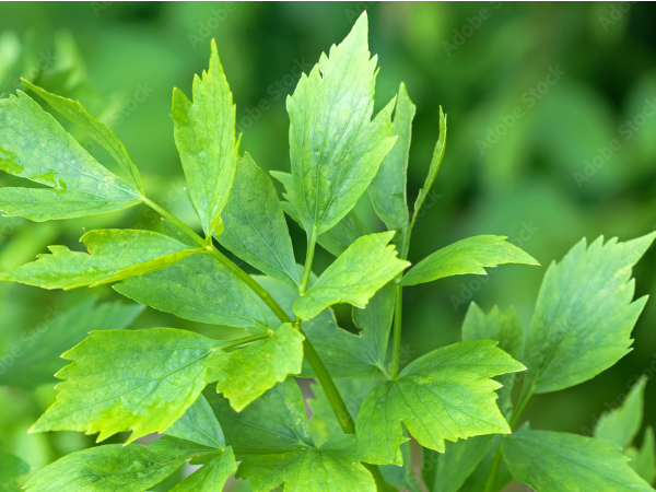 Lovage Extract