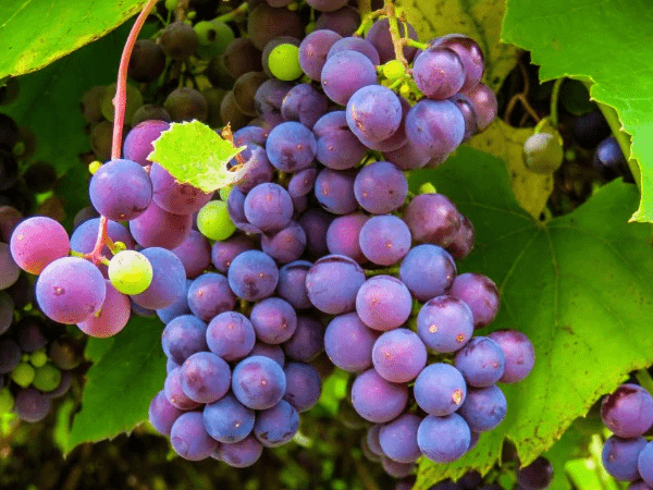 Grape Skin Extract