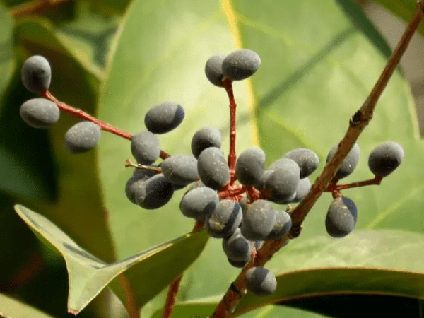 Ligustrum Extract