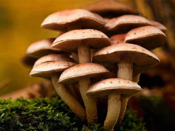 Armillaria Mellea Extract 