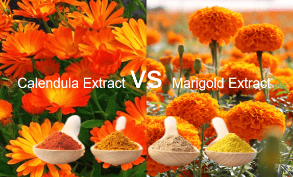 Calendula Extract vs Marigold​ Extract