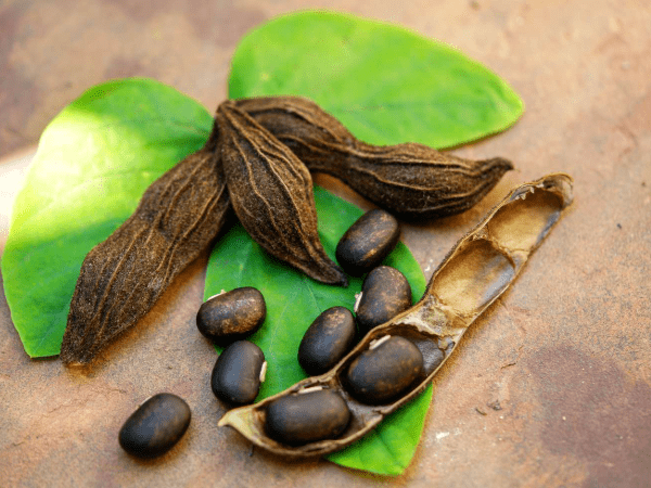 Mucuna Pruriens Extract