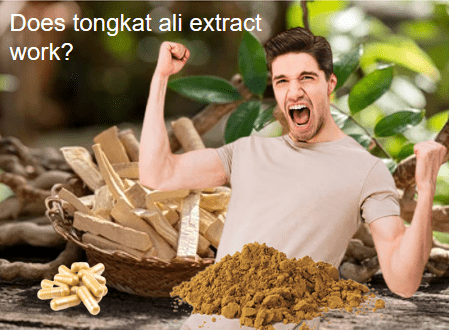 Does tongkat ali extract work?