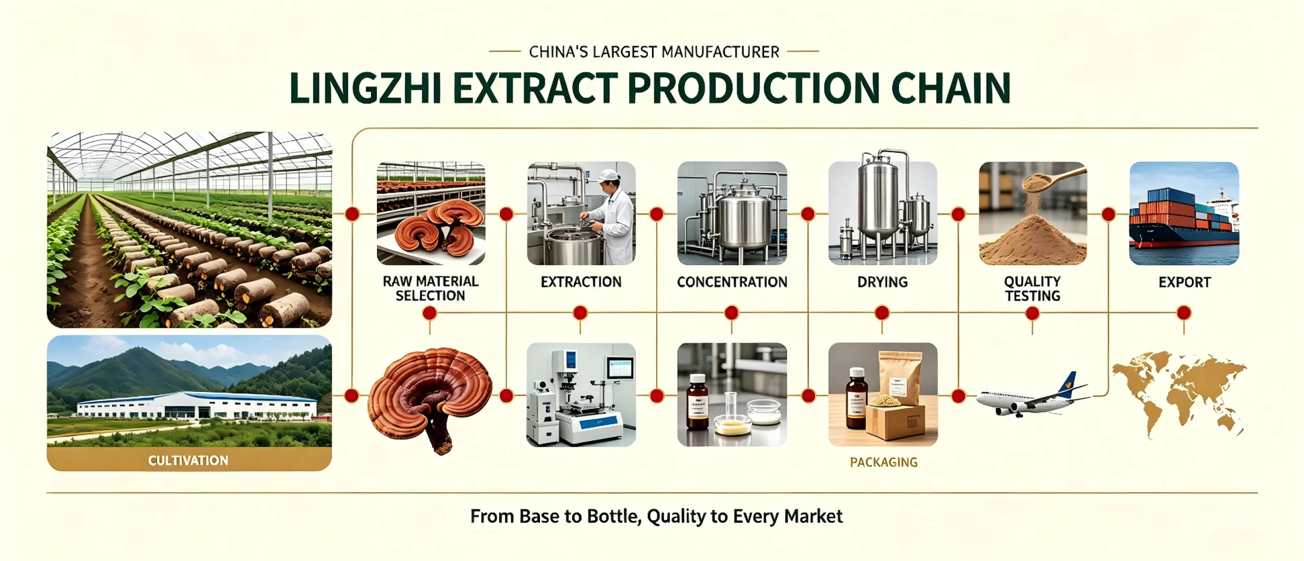 Wholesale Reishi Mushroom Extract( Factory Direct)