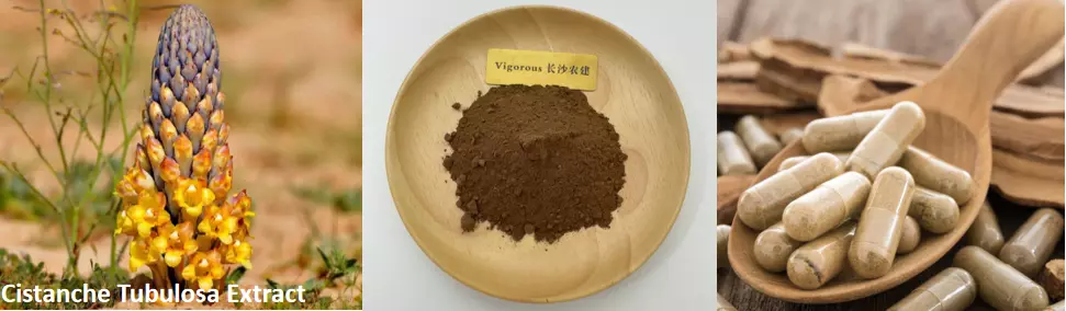 Cistanche Tubulosa Extract