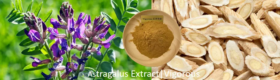Astragalus Extract